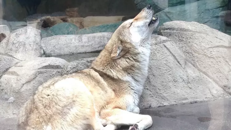 動物園貼《模仿狼嚎告示》給那些愛學的人看,人家狼其實都知道...只是不想鳥你而已= = | 宅宅新聞