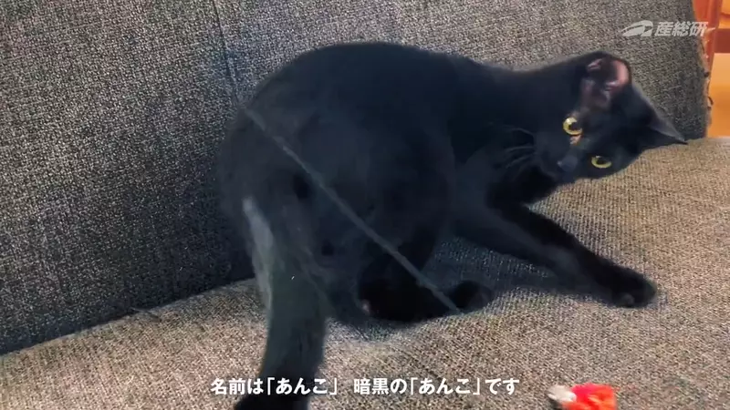 「黒を愛する日本の研究者」は車を運転し、黒い服を着ます。愛猫の名前も「ダーク」です。
