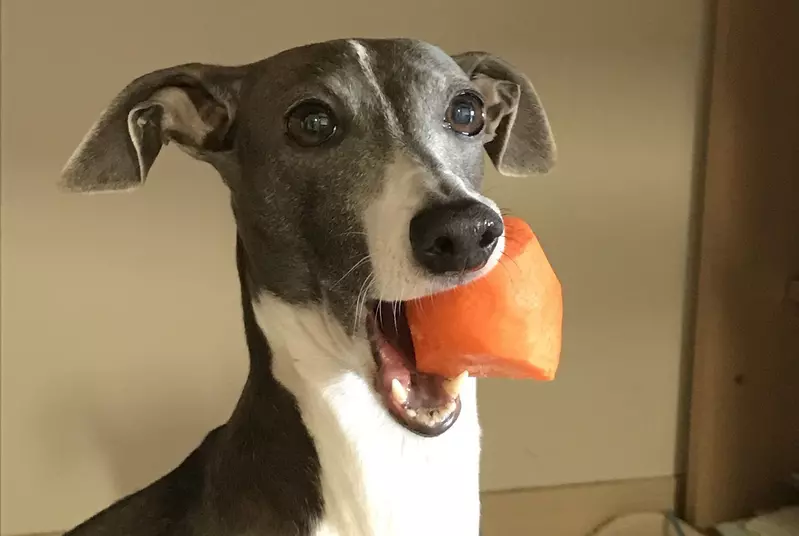 「信頼できない犬」はとても恥知らずです。これ以上かわいい写真コレクションはありません|