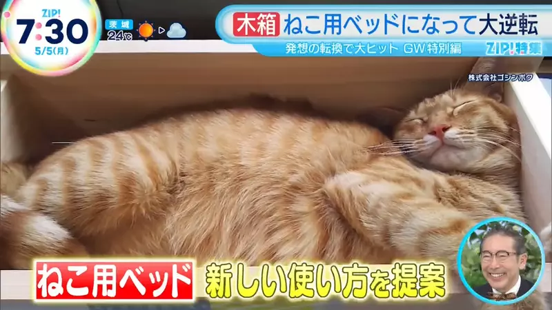 《日本爆红木制花盆》不种花改种猫?改个名字就被猫奴抢购一空了| 宅宅新闻 《日本爆红木制花盆》不种花改种猫?改个名字就被猫奴抢购一空了| 宅宅新闻