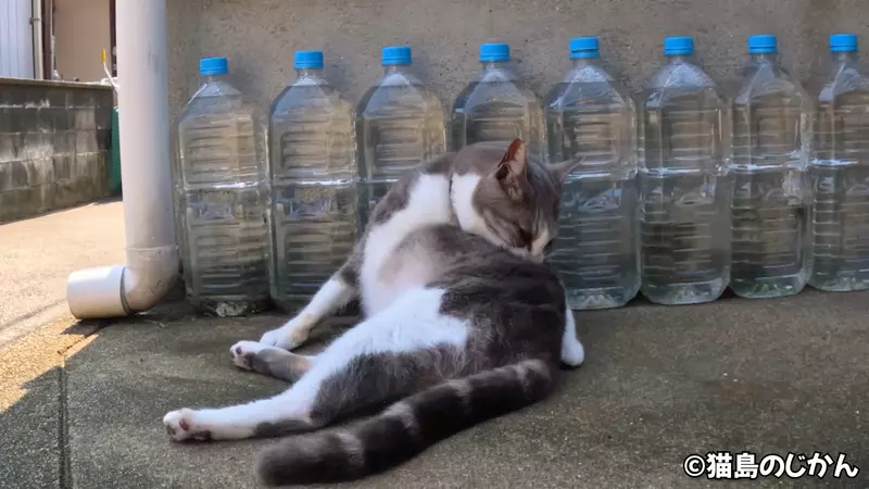 日本の猫よけの民間療法「ポテボトルの水」は全く効果がありません。なぜこれほど多くの人がまだ使用しているのでしょうか？ |ザイザイニュース